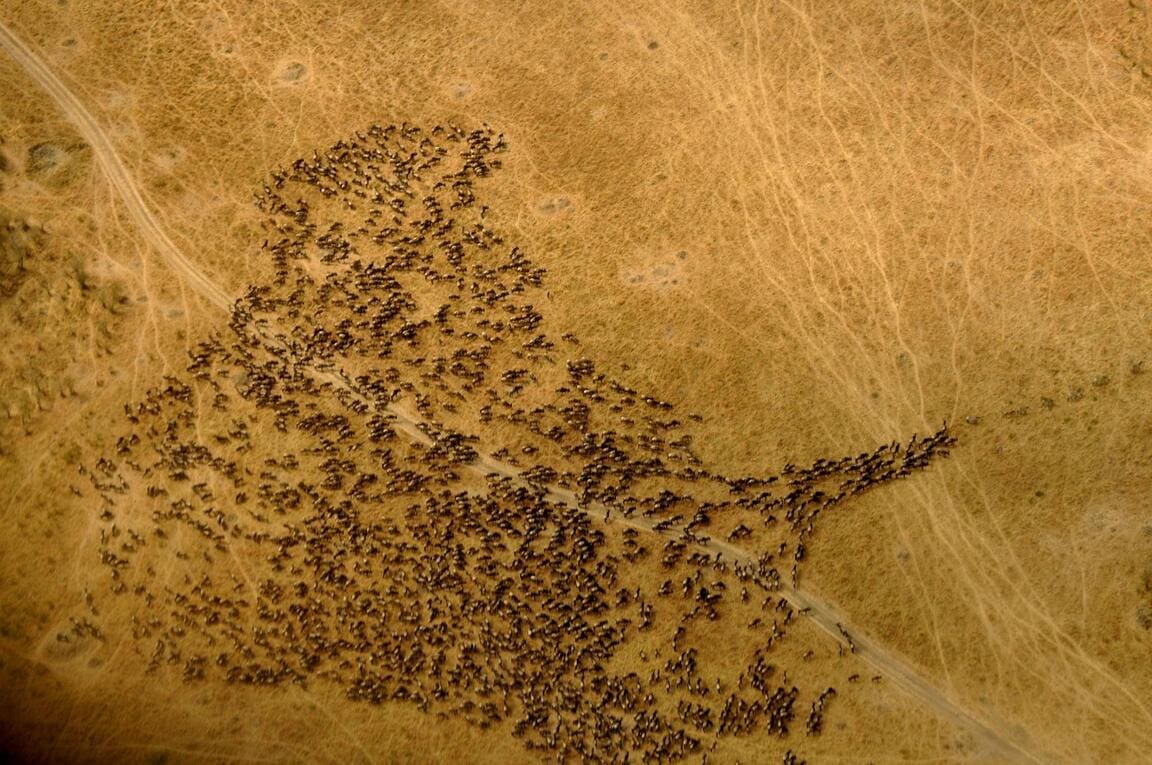 An aerial view of a dense herd of wildebeest crossing a dirt track on dry golden grassland in the Maasai Mara, Kenya, with a few zebra leading the way at the front of the herd