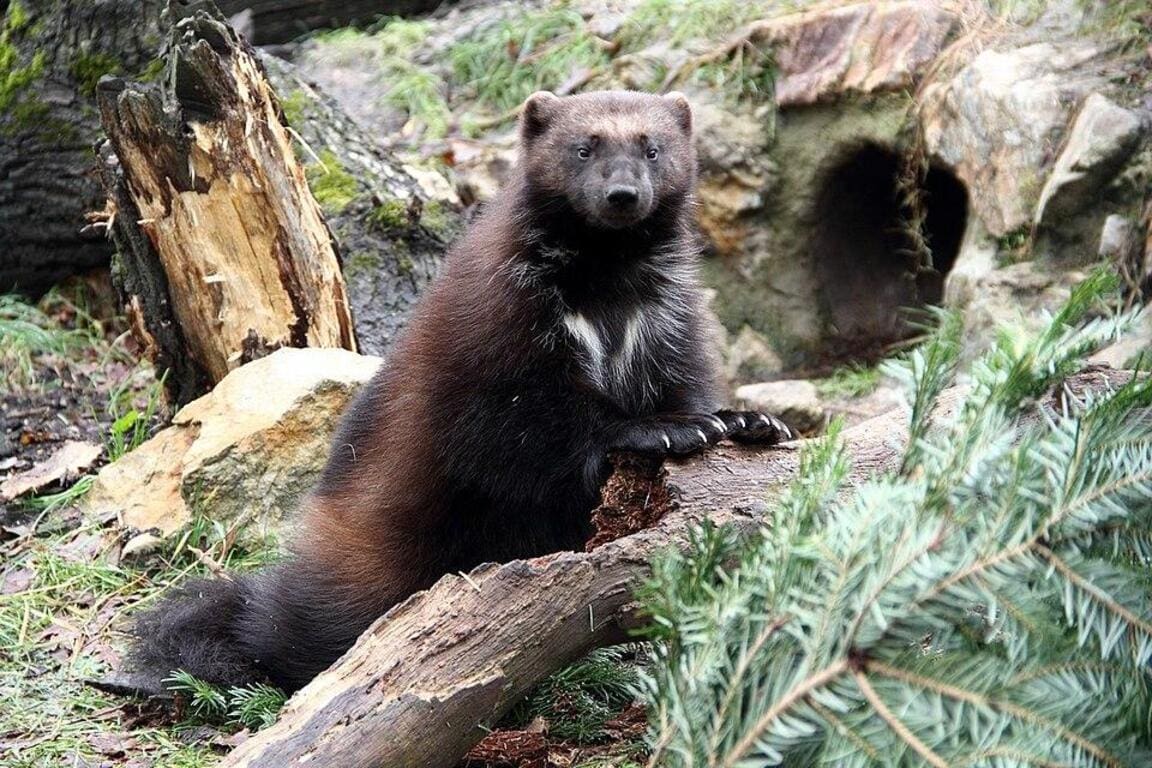 Featured Creature: Wolverine