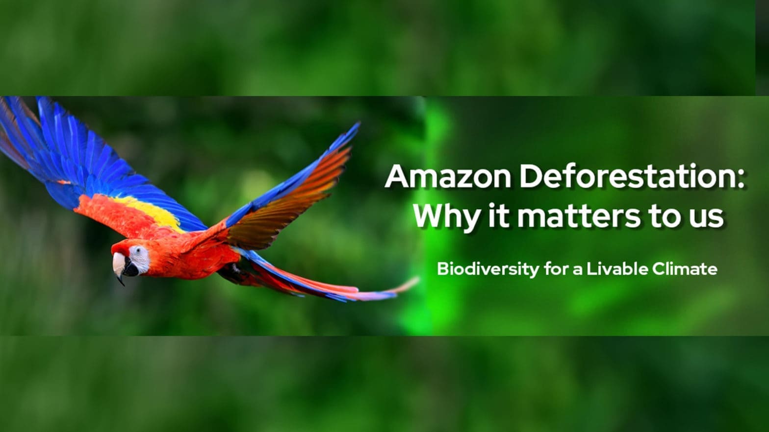 Amazon Deforestation: Why it matters to us