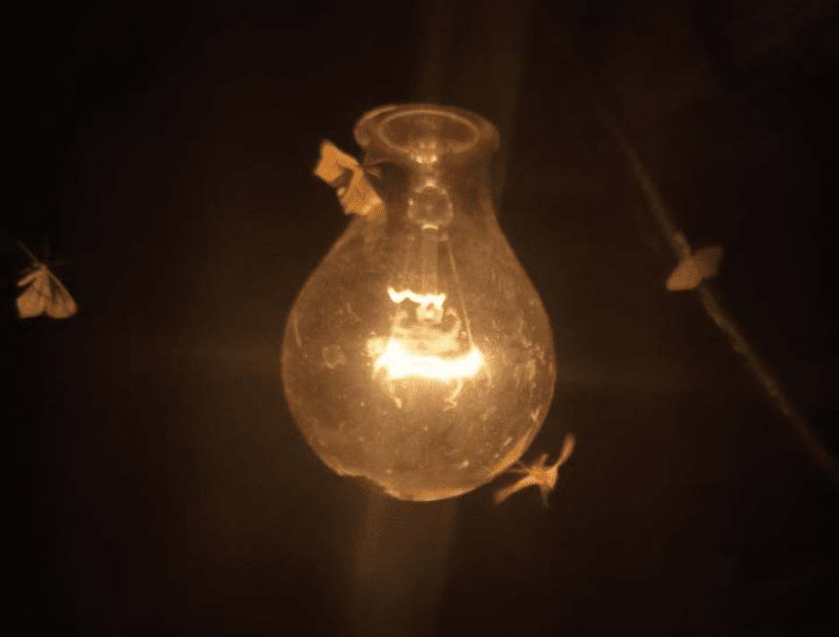 moths around light bulb