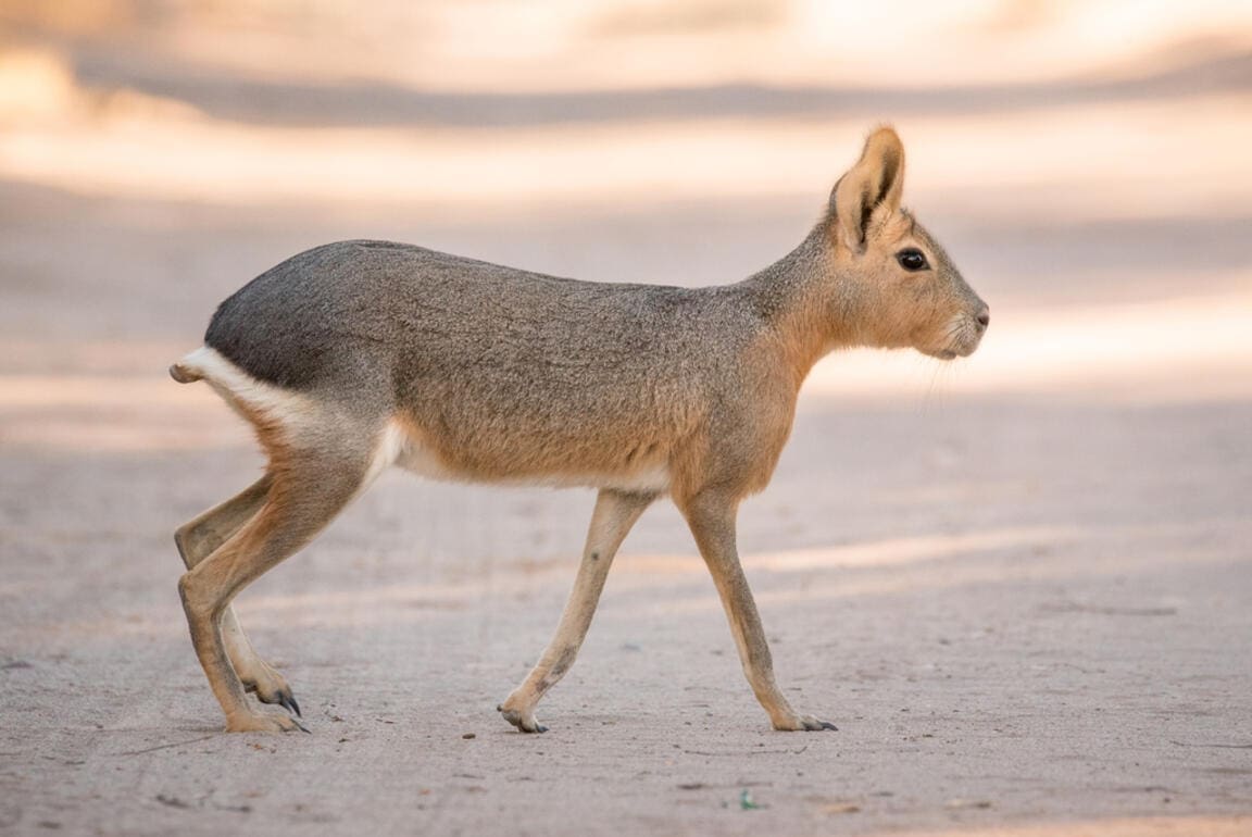 Featured Creature: Patagonian Mara